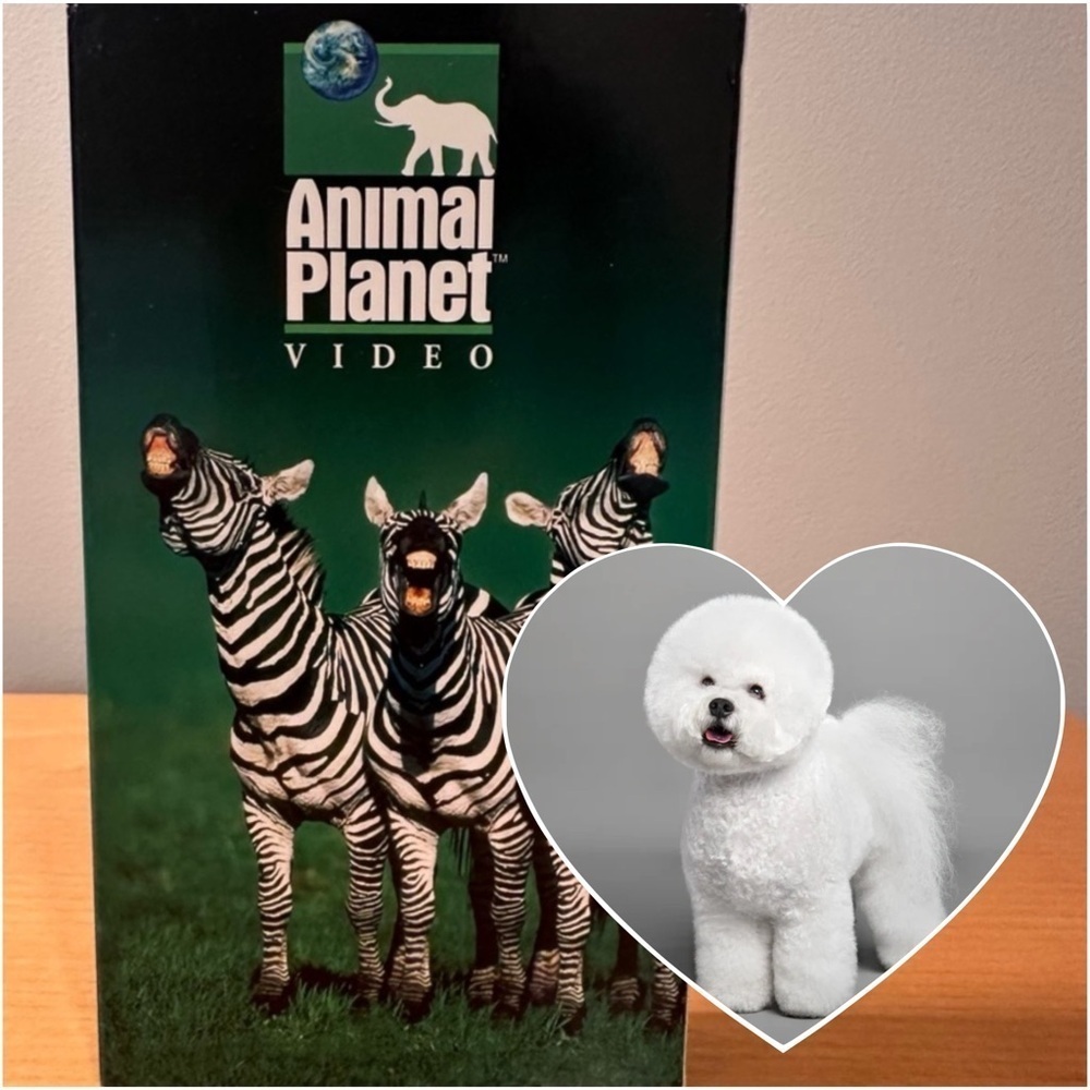 FREE* VHS EUC Animal Planet “All About Bichon Friese” 763268 Edu DogBreedVideo